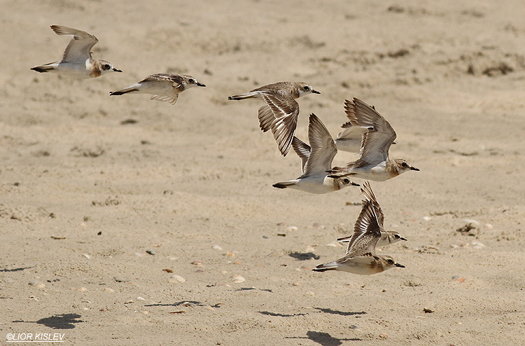 Greater Sand Plover Charadrius leschenaultii  Maagan Michael , ,July 2013. Lior Kislev